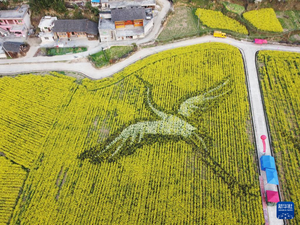 贵州石阡：油菜花开春意浓(图2)