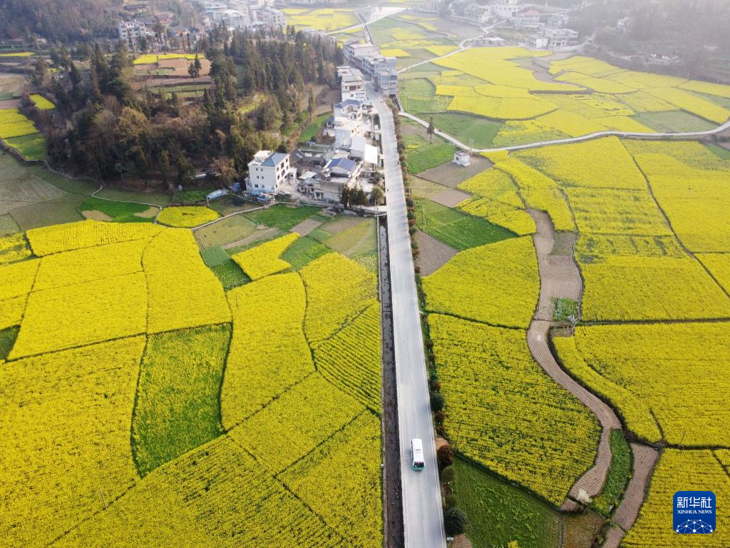 贵州石阡：油菜花开春意浓(图1)
