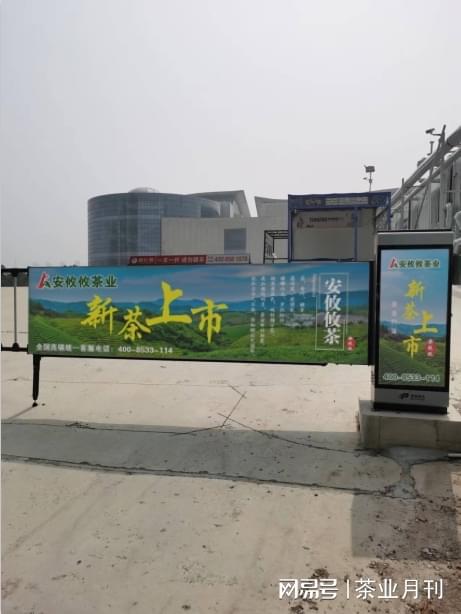 安攸攸茶业分享茶叶采摘时间与标准详解(图1)