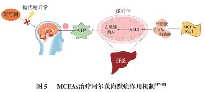 《食品科学》：中国农业大学肖卫华教授等：中链脂肪酸在疾病辅助治疗中的应用及作用机制研究进展(图6)