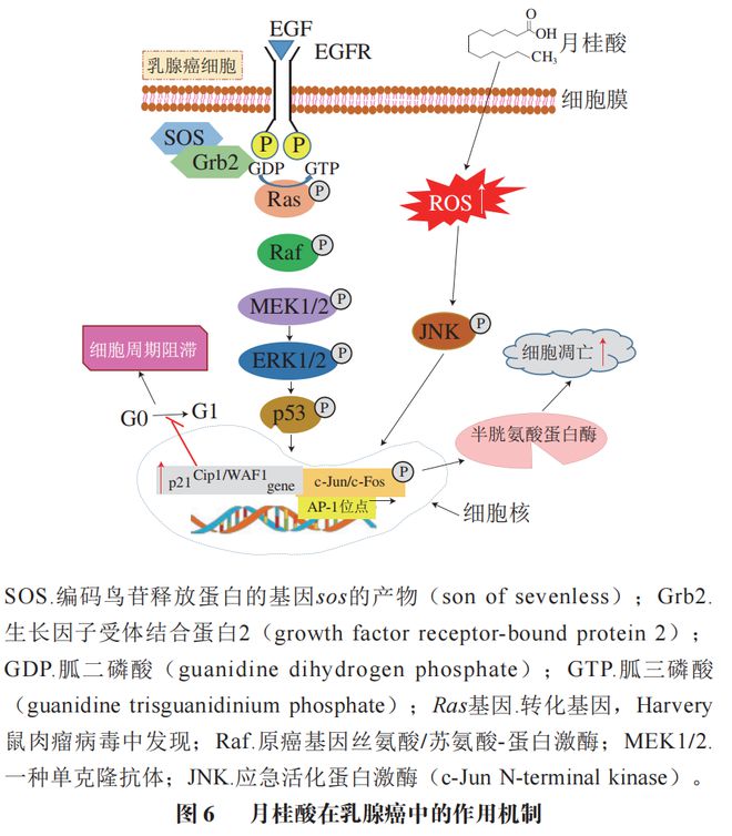 《食品科学》：中国农业大学肖卫华教授等：中链脂肪酸在疾病辅助治疗中的应用及作用机制研究进展(图7)