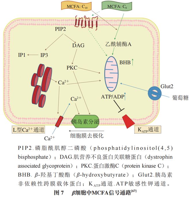《食品科学》：中国农业大学肖卫华教授等：中链脂肪酸在疾病辅助治疗中的应用及作用机制研究进展(图8)