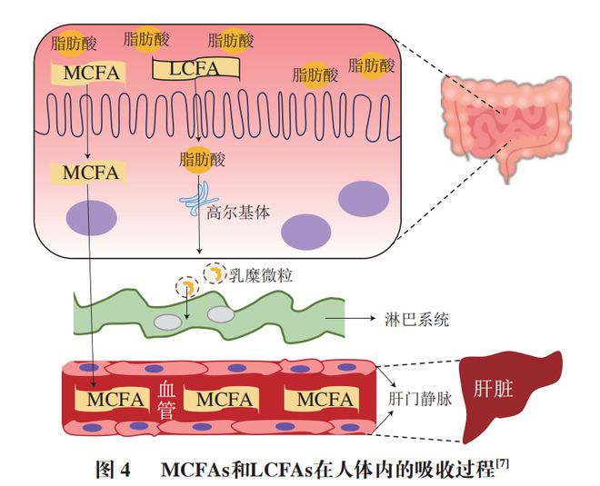 《食品科学》：中国农业大学肖卫华教授等：中链脂肪酸在疾病辅助治疗中的应用及作用机制研究进展(图3)