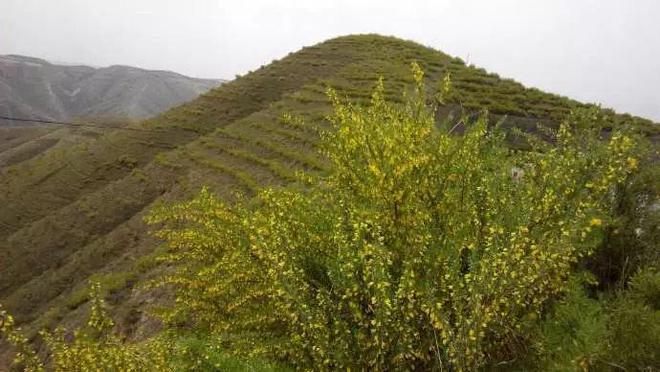 【地理释疑】什么是耕地?什么是林地?草固沙植被(图12) 【地理释疑】什么是耕地?什么是林地?草固沙植被(图12)